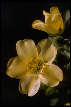 Image of grass blazingstar