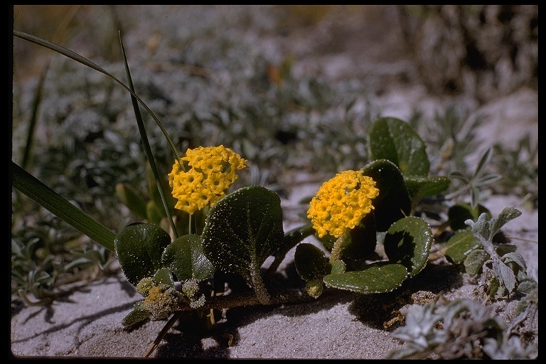 Слика од Abronia latifolia Eschsch.