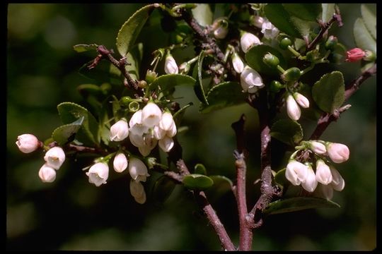 Image of evergreen huckleberry