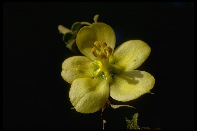 Sivun Fremontodendron californicum (Torr.) Coult. kuva