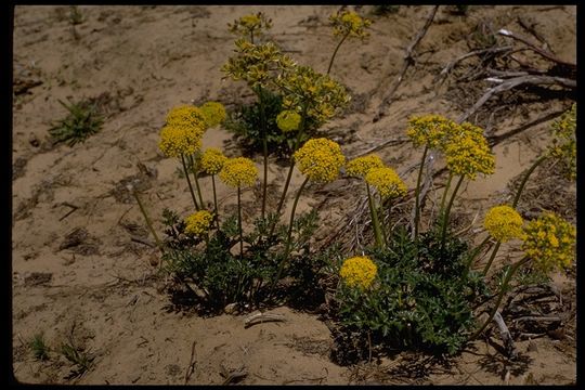 Image of coastal biscuitroot