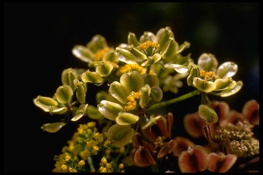 Image of coastal biscuitroot