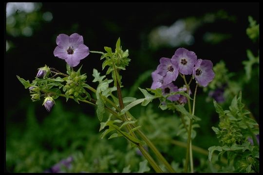 Image of blue fiestaflower