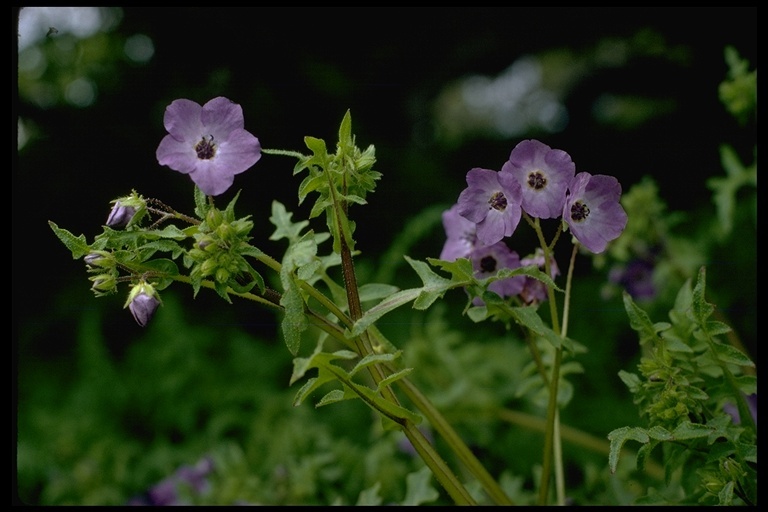 Image de Pholistoma auritum (Lindl.) Lilja ex Lindl.