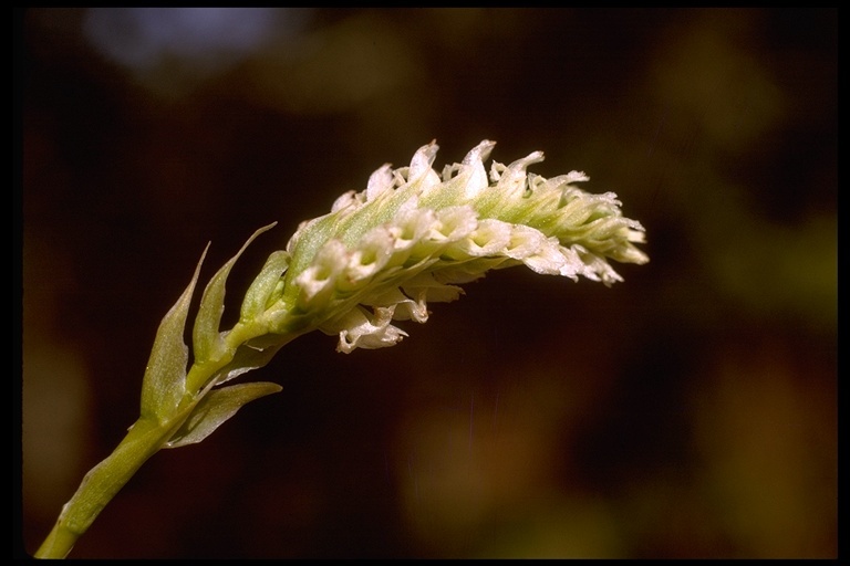 Image of hooded lady's tresses