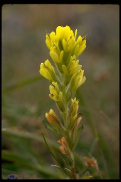 Image of Tiburon paintbrush