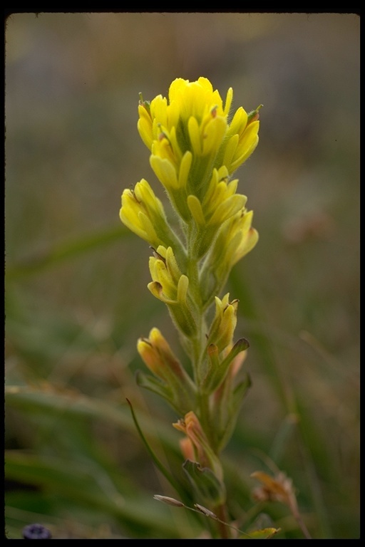 Image of Tiburon paintbrush