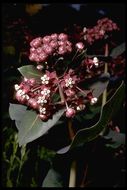 Imagem de Asclepias cordifolia (Benth.) Jepson