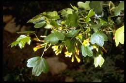 Image of golden currant