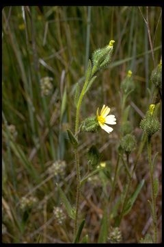 Image of grassy tarweed