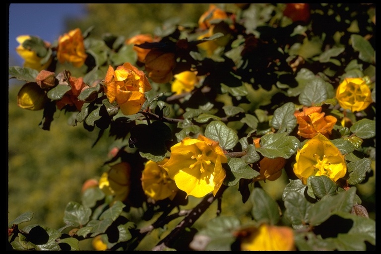 Sivun Fremontodendron californicum (Torr.) Coult. kuva