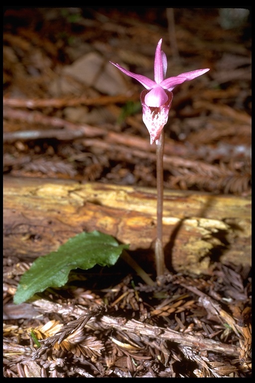 Image of Calypso orchid