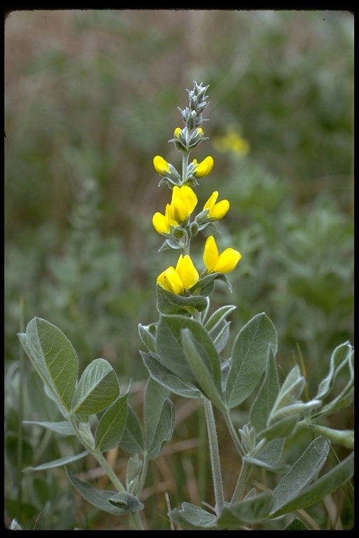 Слика од Thermopsis californica S. Watson