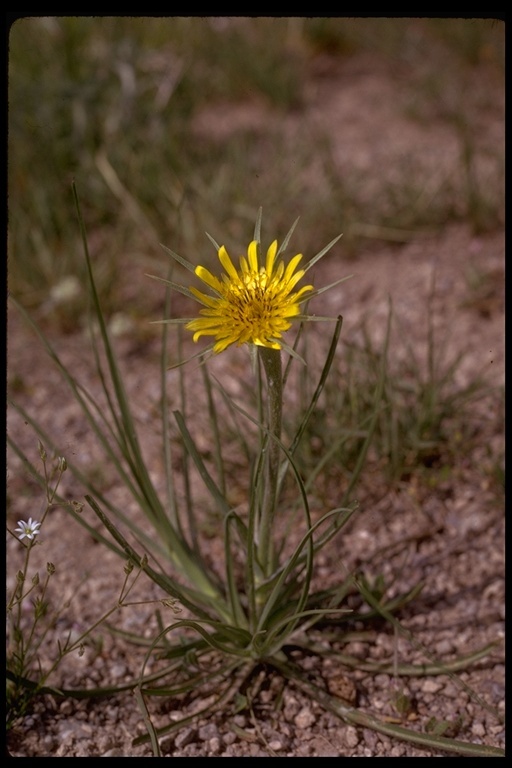 Слика од Tragopogon dubius Scop.