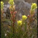 Image of Tiburon paintbrush