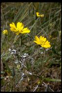 Image of hayfield tarweed