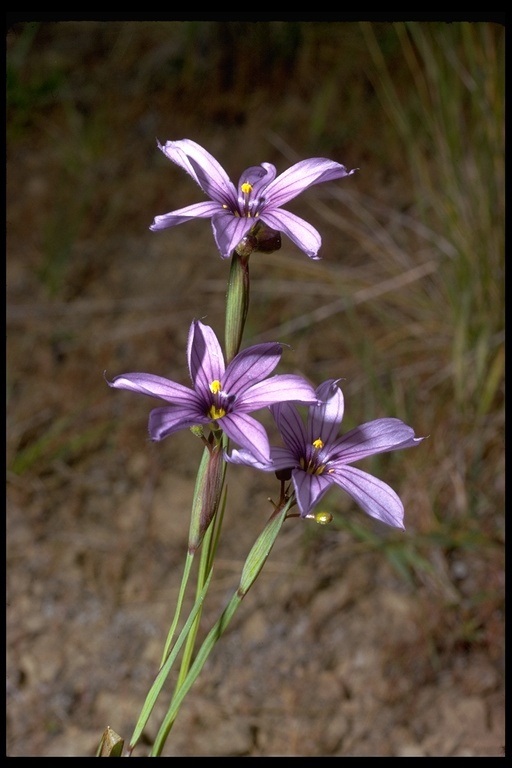 Image of western blue-eyed grass