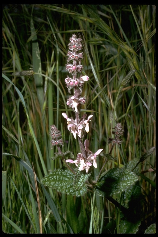 Stachys bullata Benth. resmi