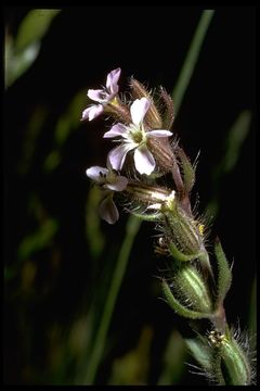 Image of common catchfly