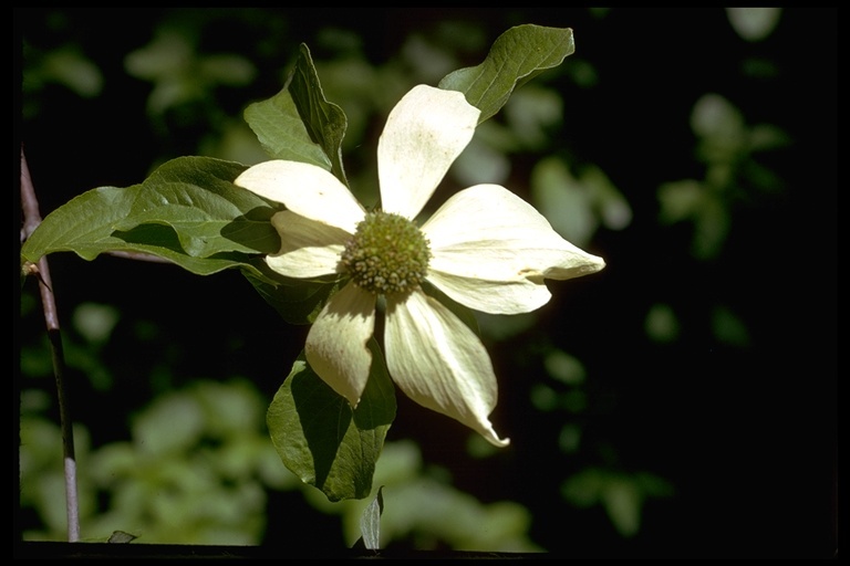 Image of Pacific dogwood