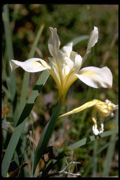 Image of bowltube iris