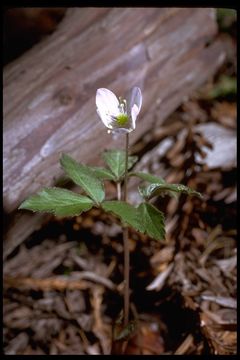 Image of Blue Windflower