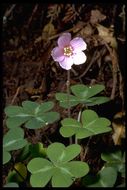 Image of redwood-sorrel