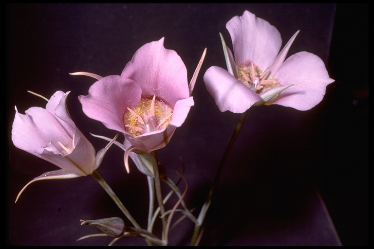 Image of sagebrush mariposa lily