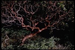 Image of greenleaf manzanita