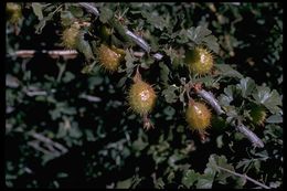 Image of Sierra gooseberry