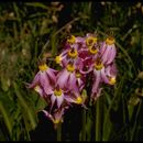 Image of <i>Primula fragrans</i>