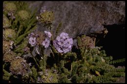 Слика од Polemonium eximium Greene