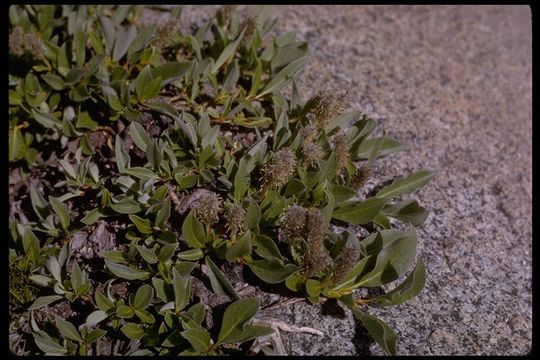 Salix petrophila Rydb. resmi