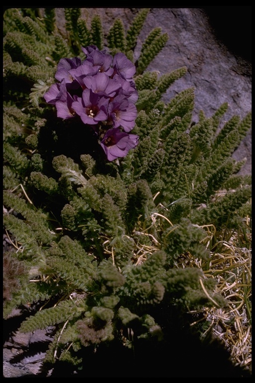 Слика од Polemonium eximium Greene