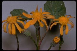 Image of flame ragwort