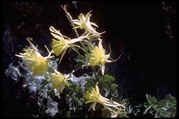 صورة Aquilegia pubescens Coville