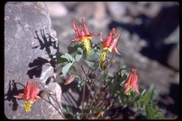 Imagem de Aquilegia formosa Fisch.