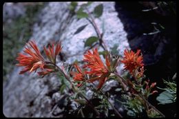 Image of wavyleaf Indian paintbrush