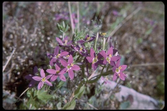 Zeltnera venusta (A. Gray) G. Mansion resmi