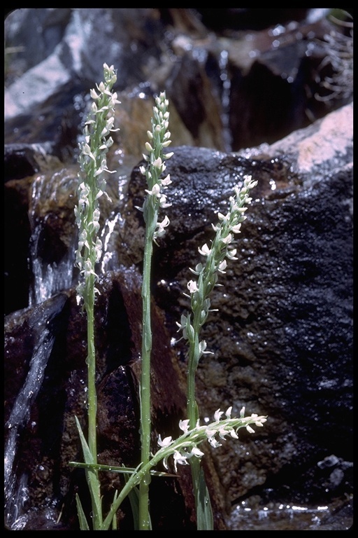 Image of Sierra bog orchid