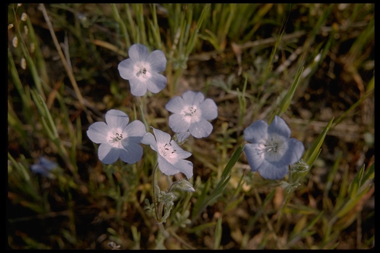 Image of baby blue eyes