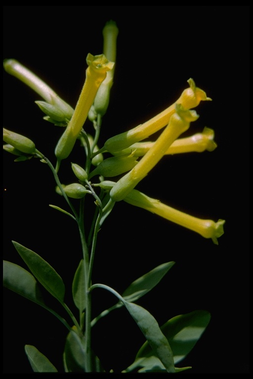 Image of tree tobacco