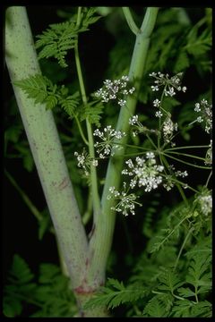 Imagem de Conium maculatum L.