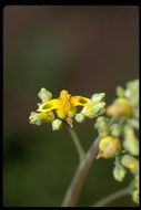 Imagem de Ehrendorferia chrysantha (Hook. & Arn.) J. Rylander