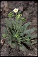 Image of shortlobe phacelia