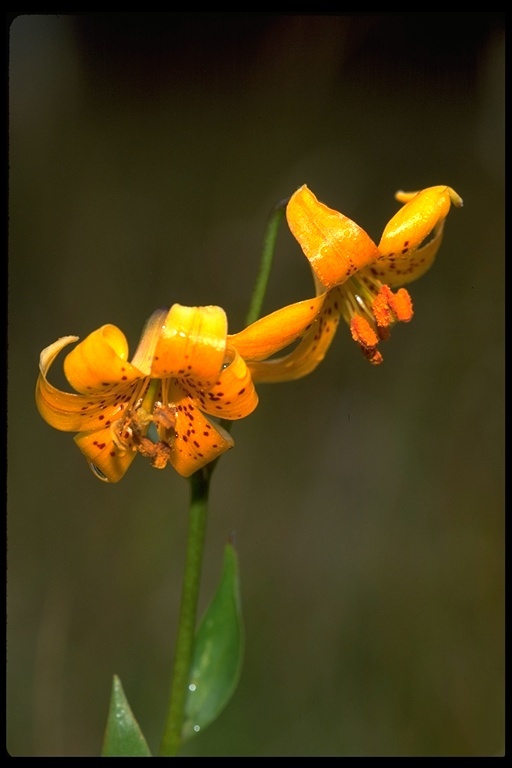 Image de Lilium kelleyanum Lemmon