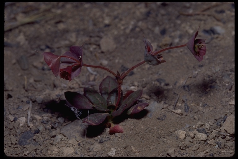 Image of roundleaf oxytheca