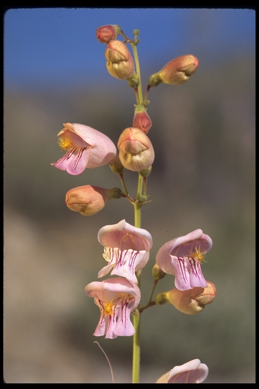 Image of Palmer's penstemon