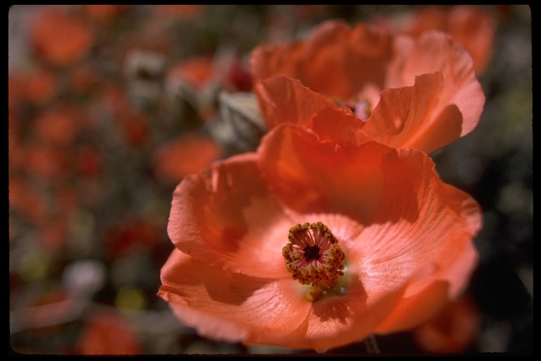 Image of desert globemallow