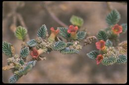 Tiquilia plicata (Torr.) A. Richards. resmi